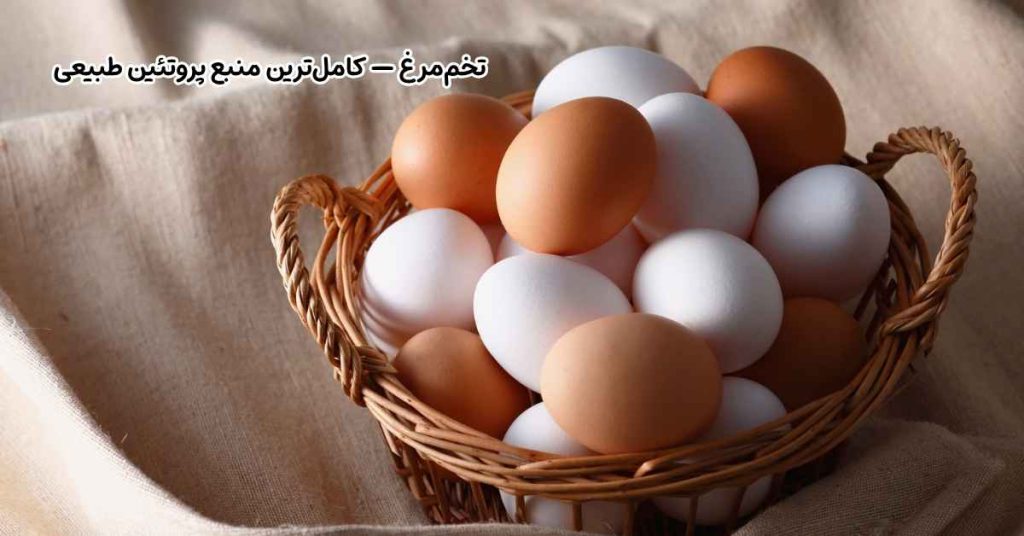 تخم_مرغ — کامل ترین منبع پروتئین طبیعی
