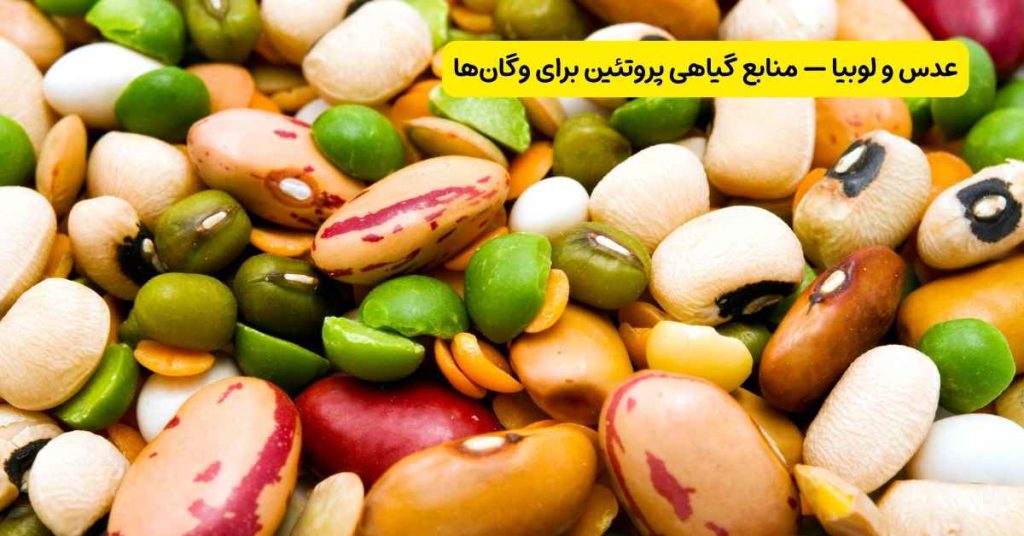 عدس و لوبیا — منابع گیاهی پروتئین برای وگان ها